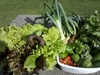 Children's garden harvest!